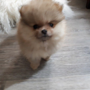 Meet your Posher, Ellene